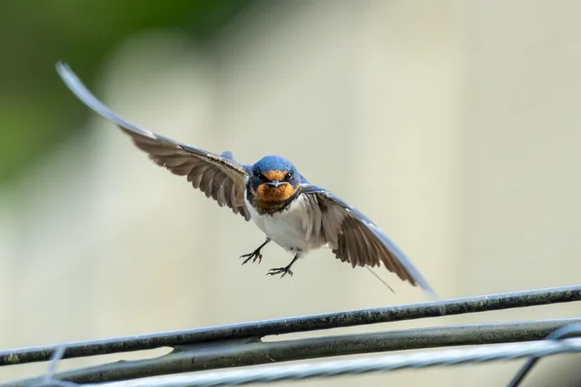 野鳥の写真