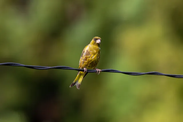 野鳥の写真