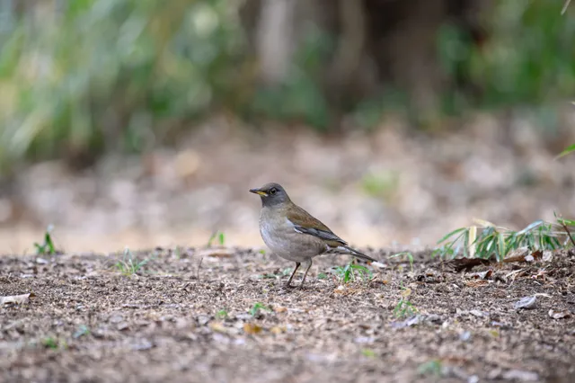 野鳥の写真