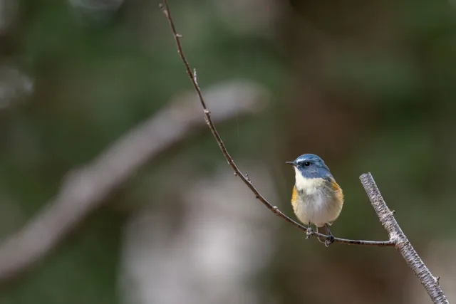 野鳥の写真