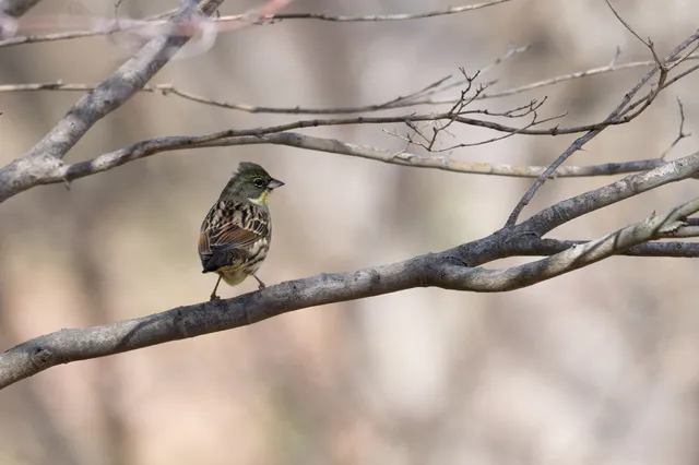 野鳥の写真