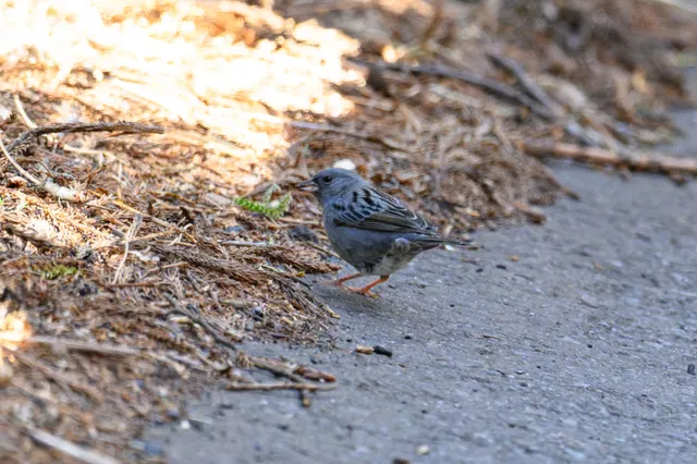 野鳥の写真