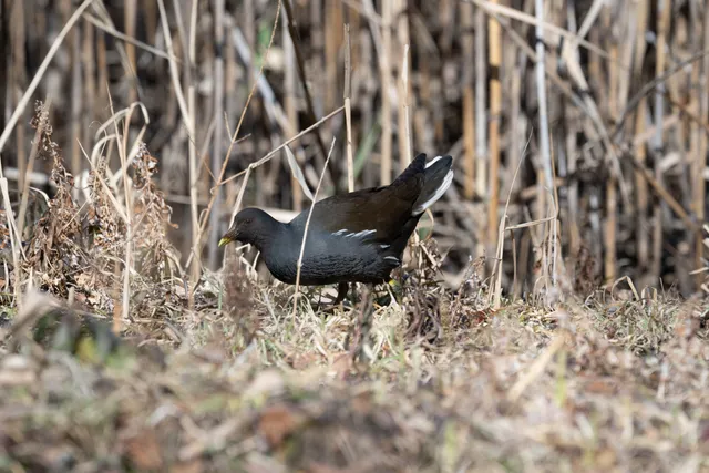 野鳥の写真