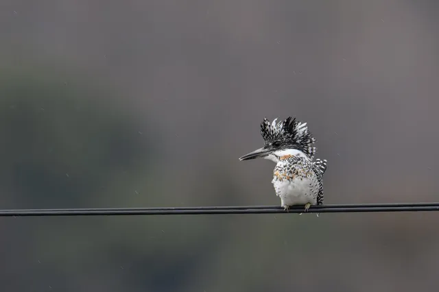 野鳥の写真