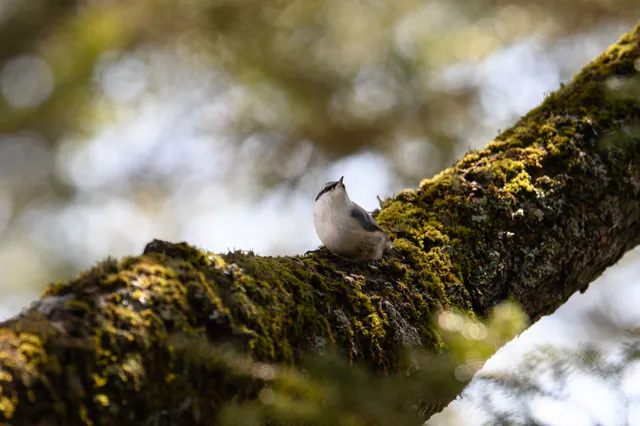 野鳥の写真