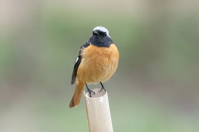 野鳥の写真
