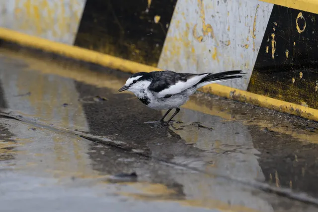 野鳥の写真
