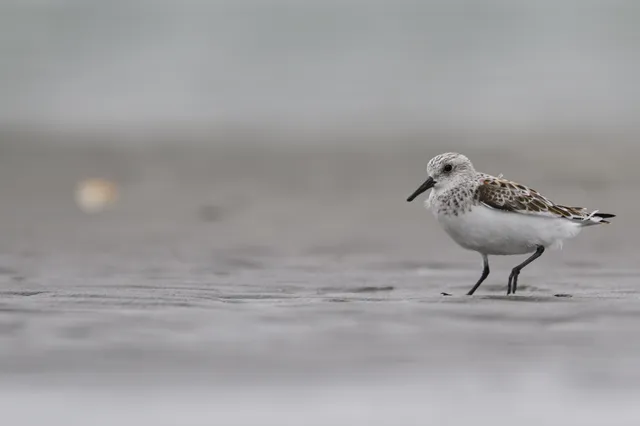 野鳥の写真
