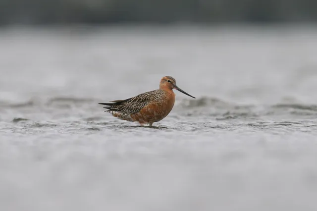 野鳥の写真