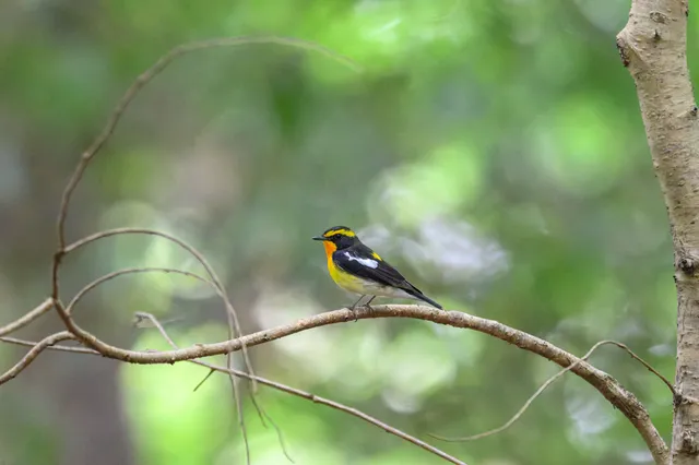 野鳥の写真