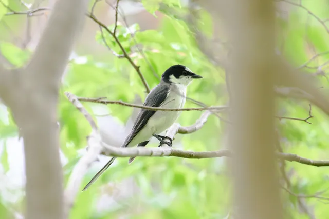 野鳥の写真
