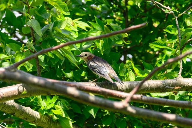 野鳥の写真