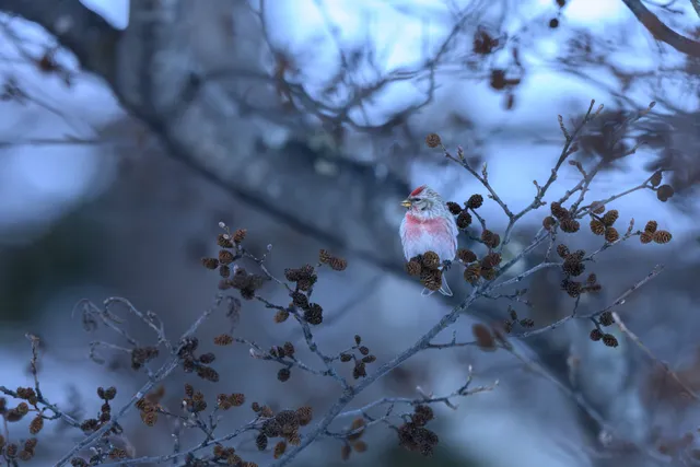 野鳥の写真