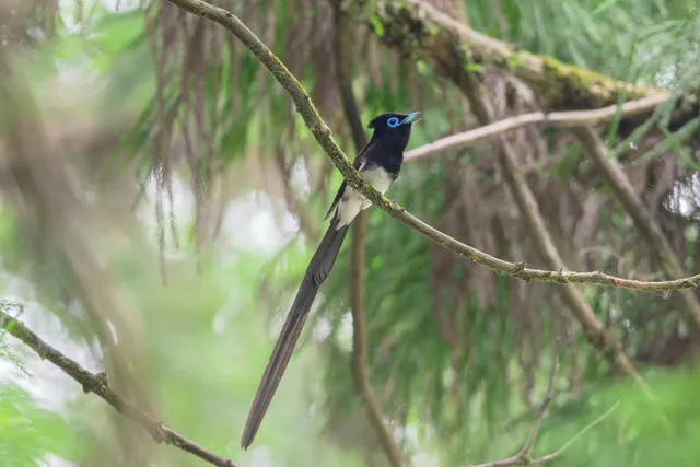 野鳥の写真