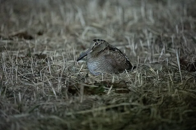野鳥の写真