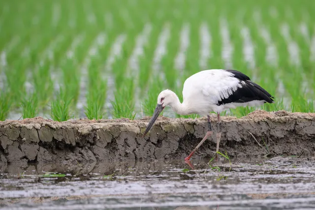 野鳥の写真