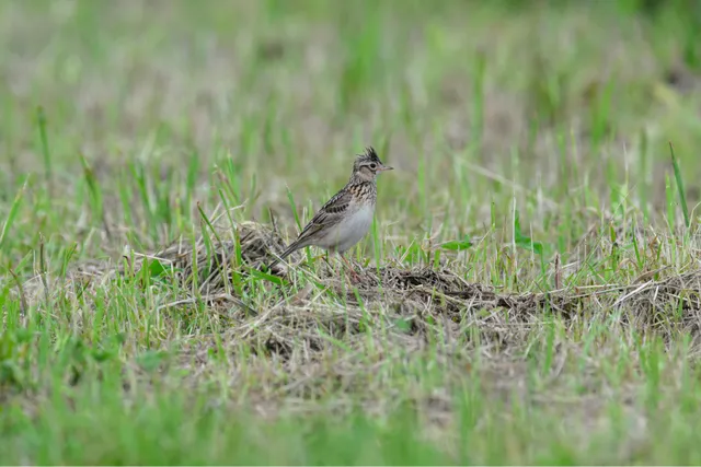 野鳥の写真