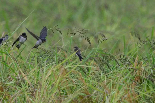 Species Image