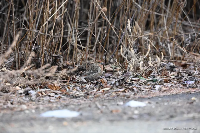 野鳥の写真
