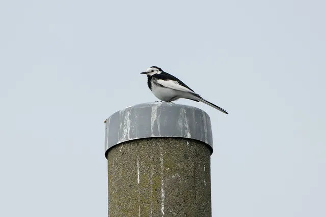 Species Image