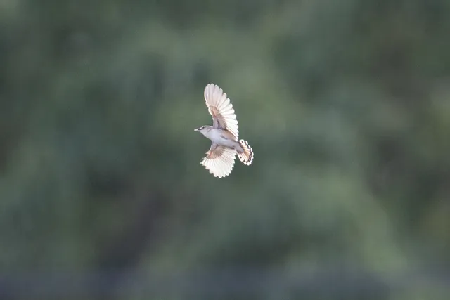 野鳥の写真
