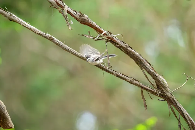 野鳥の写真
