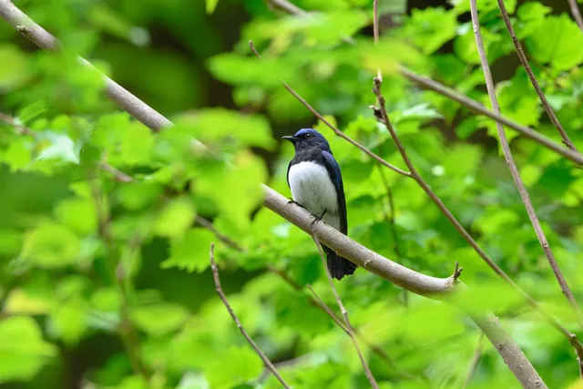 野鳥の写真