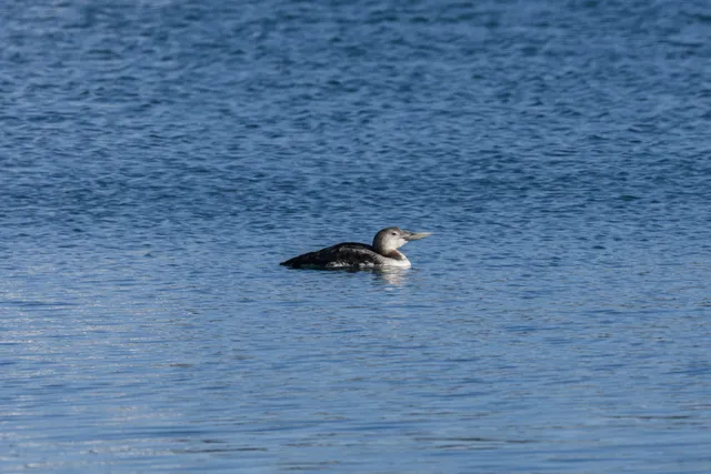 Species Image