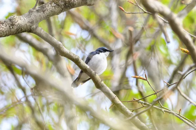 野鳥の写真