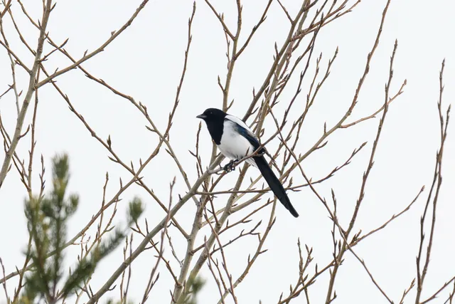野鳥の写真