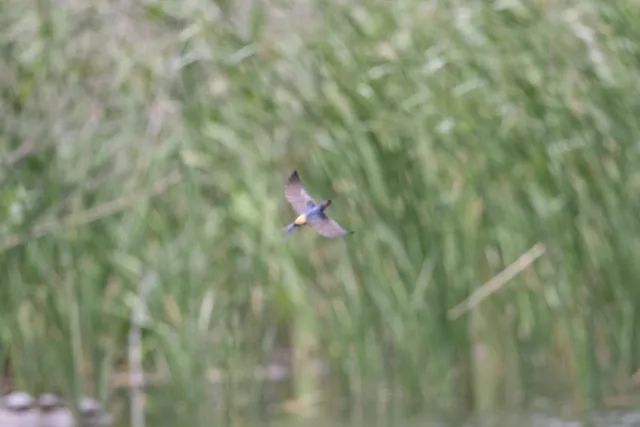 野鳥の写真