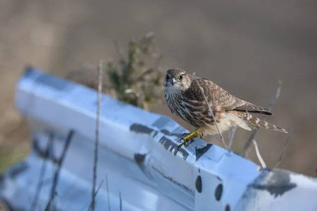 野鳥の写真