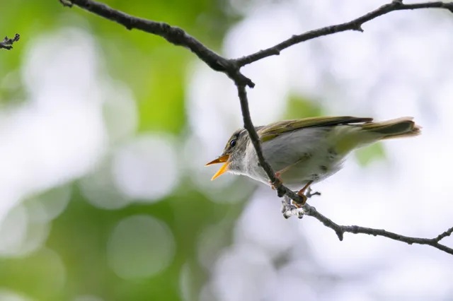 野鳥の写真