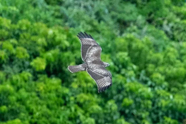 野鳥の写真