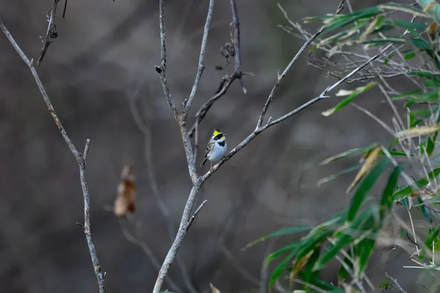 野鳥の写真