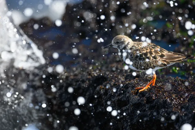 野鳥の写真