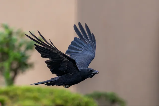 野鳥の写真