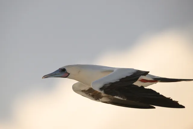 野鳥の写真