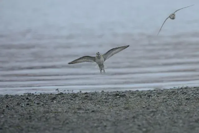 Species Image
