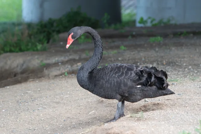 野鳥の写真