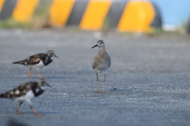 野鳥の写真