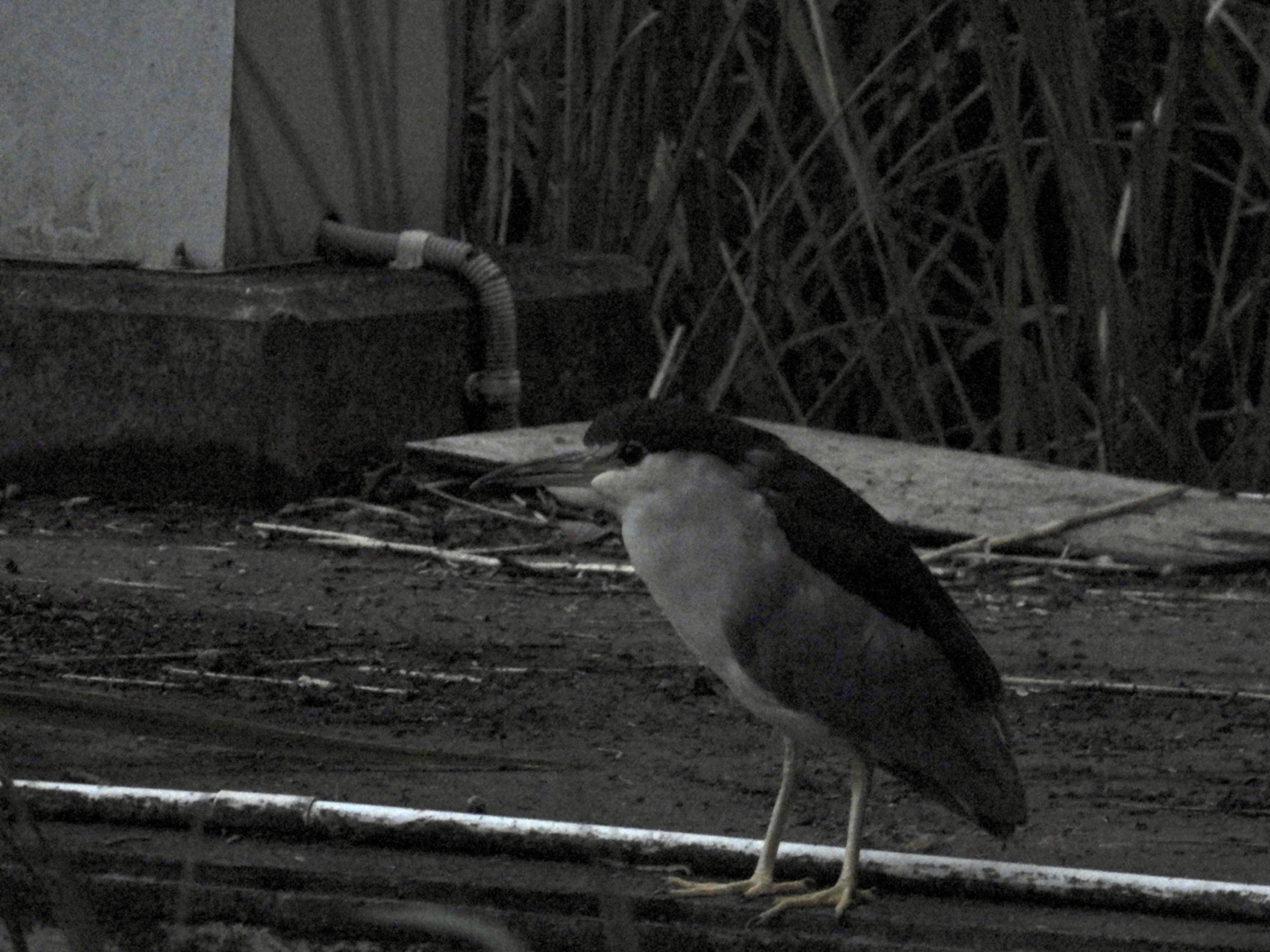 Photo Image