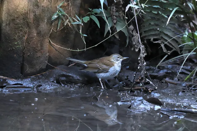 Species Image