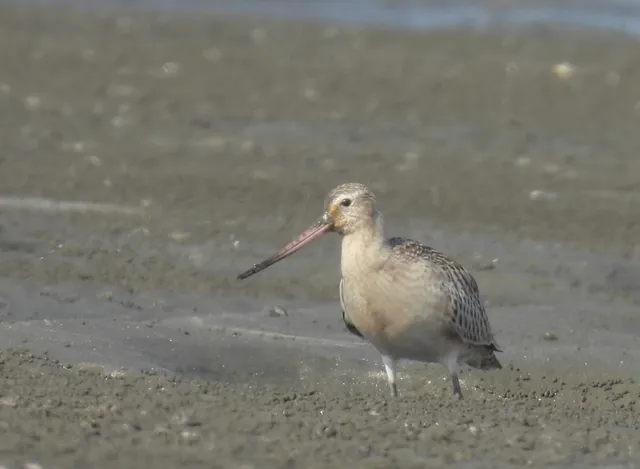 Species Image