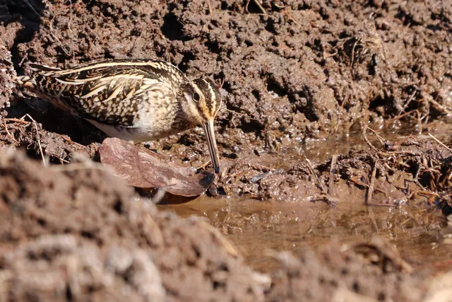Species Image