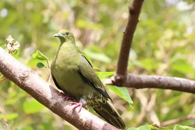 Species Image
