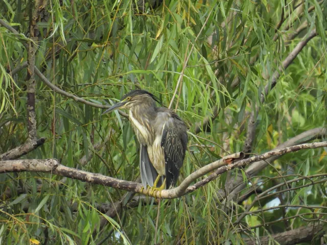Species Image