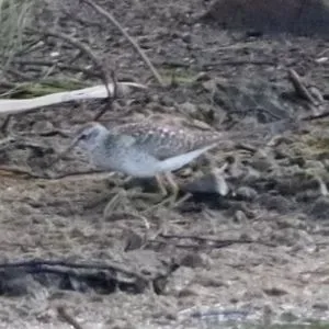 Species Image