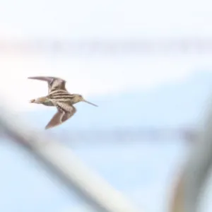 Species Image