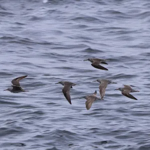 Species Image